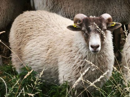 Shetlandschafe von April