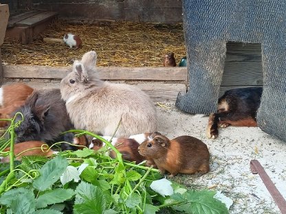 Bild 2:Meerschweinchen