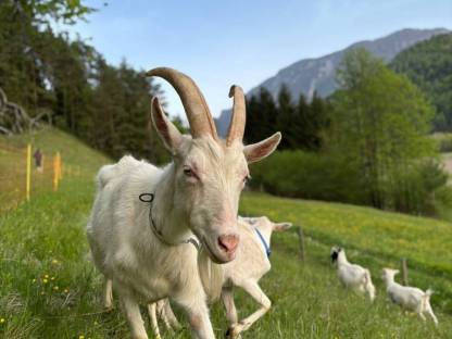Saanenziegen