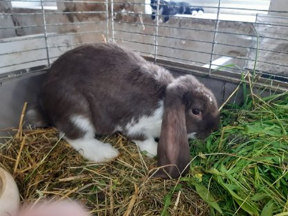 Bild 3:Junge Deutsche Widder