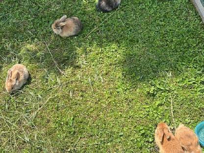 Bild 2:Zwergkaninchen abzugeben - 8 Wochen alt