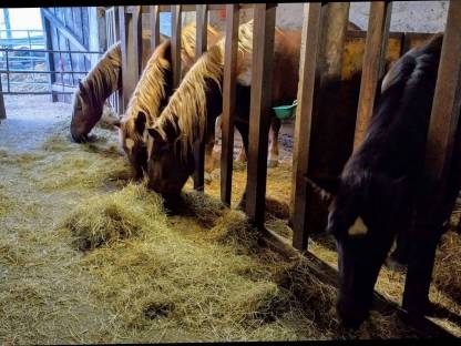 Bild 2:Mohrenkopf Wallach Hengste