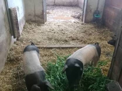 Ferkel