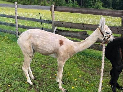 Bild 4:Alpaka Wallach