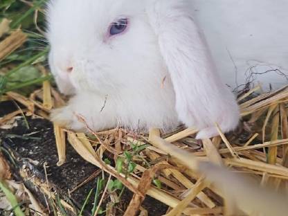 Bild 7:Zwerghase Minilop Schlappohren Hängeohren