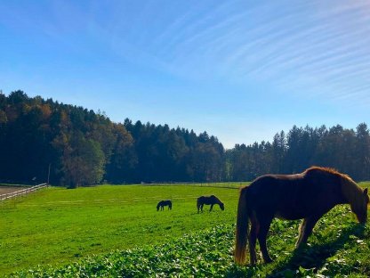 Stallmitarbeiter/in Isländer Gestüt Hrafnsteinn gesucht