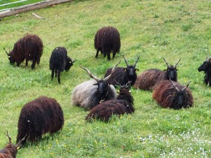 Bild 3:Zackelschaf Widder Herdenbuch