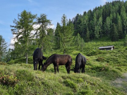 Bild 5:Noriker Hengstfohlen