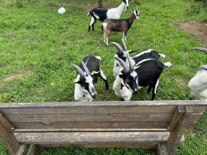 Bild 3:Pfauenziegenböcke