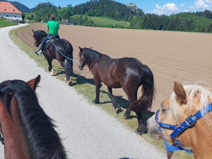 Bild 9:Schöne Noriker-Stute