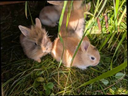 Bild 2:Löwenkopf Zwergkaninchen