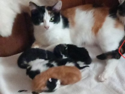 Katzenbabys