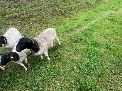 Bild 2:Bio Dorper Widder 1b