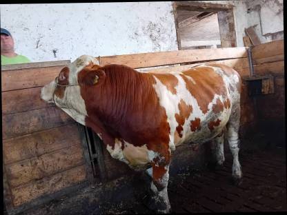 Fleckvieh Stier