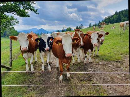 Aufzuchtbetrieb für Fleckviehkalbinnen gesucht