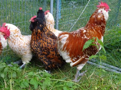 Bild 3:Thüringer Barthuhn