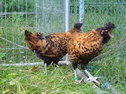 Bild 3:Brabanter gold-schwarzgetupft