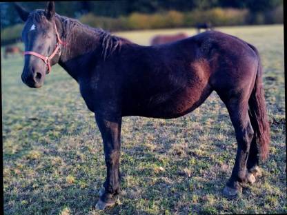 Bild 2:Noriker Stute Glücksstern