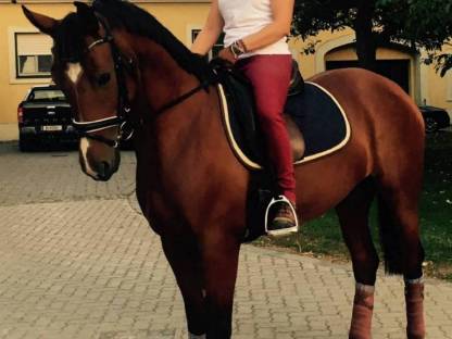 Bild 3:Shagya-212 Judy - Shagya Araber