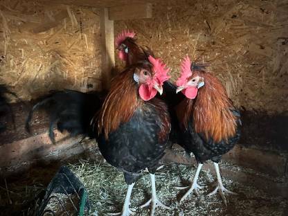 Bild 2:Altsteirer Hähne