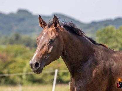 Bild 2:Zuchtauflösung: 2 tragende Stuten