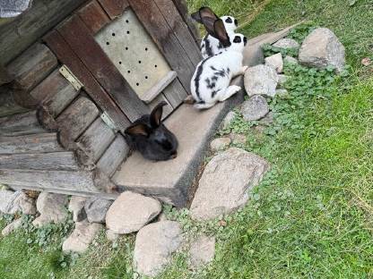 Bild 2:Deutsche Riesen