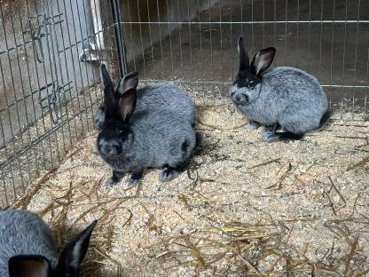 Bild 2:Helle Großsilber