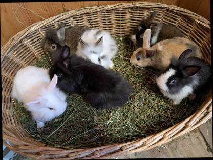 Bild 6:Löwenkopf Zwergkaninchen