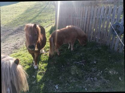 Ponyfohlen