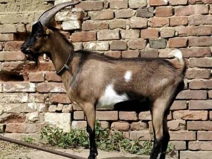 Bild 2:Steirische Scheckenziege Bock gekört IIa