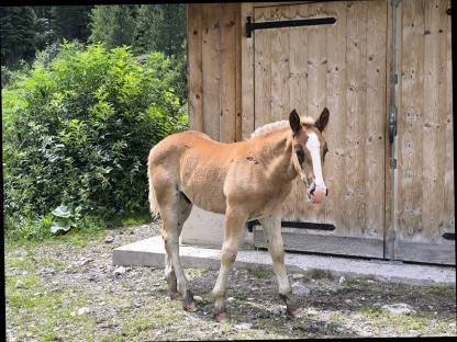 Noriker Kohl Fuchs Hengst