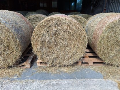 30 Ballen schönes Heu 1. Schnitt 2025