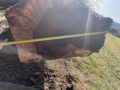 Bild 4:Nussbaumstamm