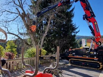 Bild 7:Professionelle Problembaumentfernung