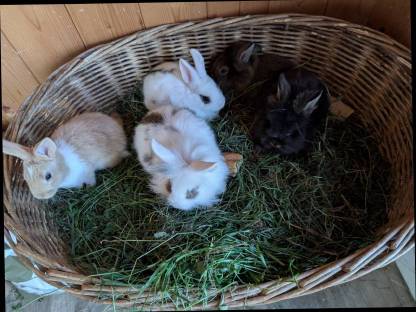 Bild 4:Löwenkopf Zwergkaninchen zu verkaufen