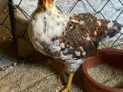 Schwedischer Blumenhuhn Hahn + Henne