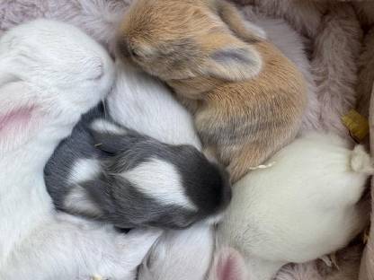 Bild 6:Minilops Zwergwidder