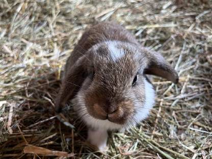 Bild 2:Mini Lop Hasen