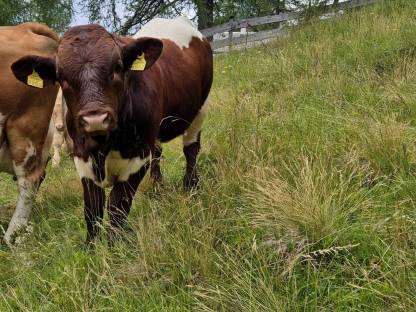 Pinzgauer Zuchtstier ab Herbst 2025