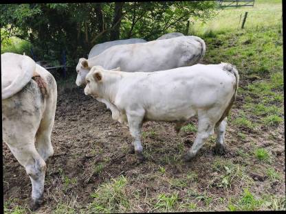 Bild 2:Kärntner Blondvieh Jungstiere
