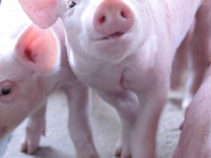 Kaufe und verkaufe Ferkel