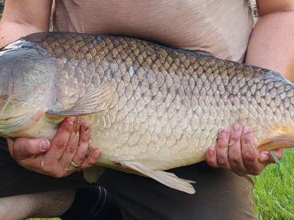 Bild 4:XXL-Karpfen