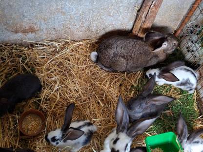 Bild 3:Riesenscheck schwarz-weiß