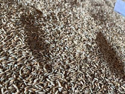 Bild 3:Bio Futterroggen