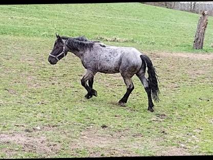 Bild 2:Hengst, Wallach