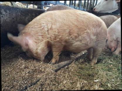 Bild 6:Kune Kune Schweine
