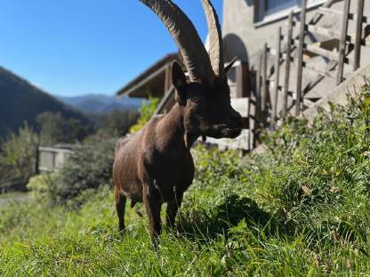 Bild 5:Aosta Bockkitz