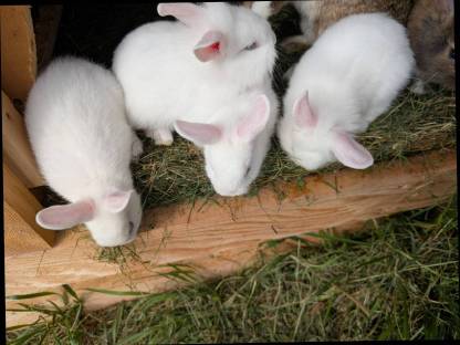 Bild 9:Löwenkopf Zwergkaninchen