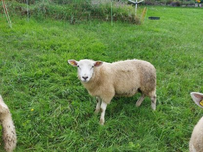 4 Texel Böcke zu verkaufen