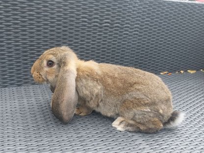 Widder Kaninchen